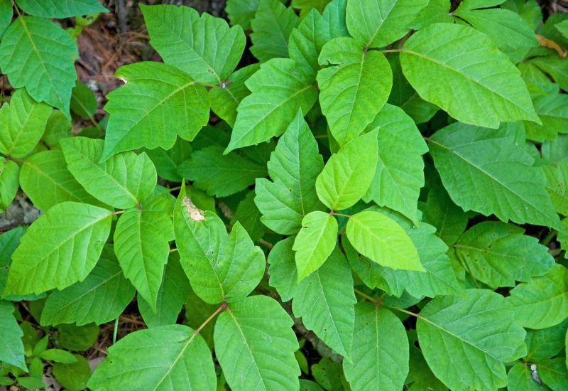 Poison Ivy Removal in West Chester, PA