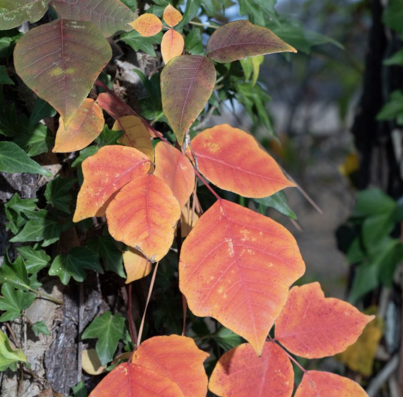Poison Oak Removal in Montgomery County, PA