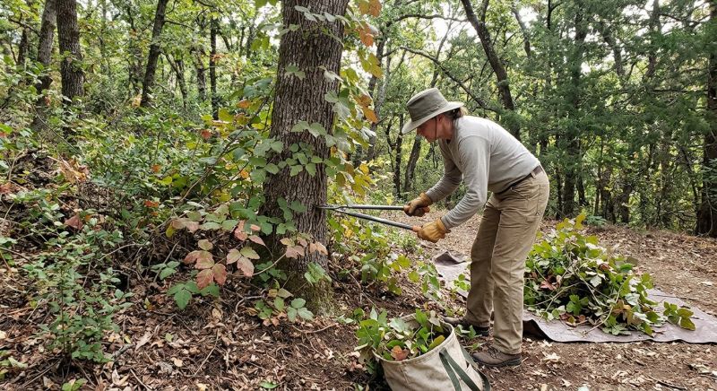 Hemlock Removal in Bel Air, MD