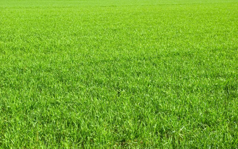 Lawn Seeding in Honolulu, HI