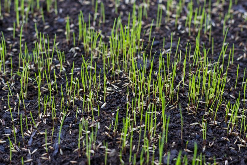 New Construction Lawn Seeding in Honolulu, HI