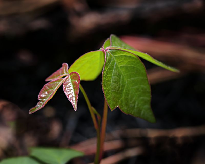 Poison Ivy Removal in Lancaster County, PA