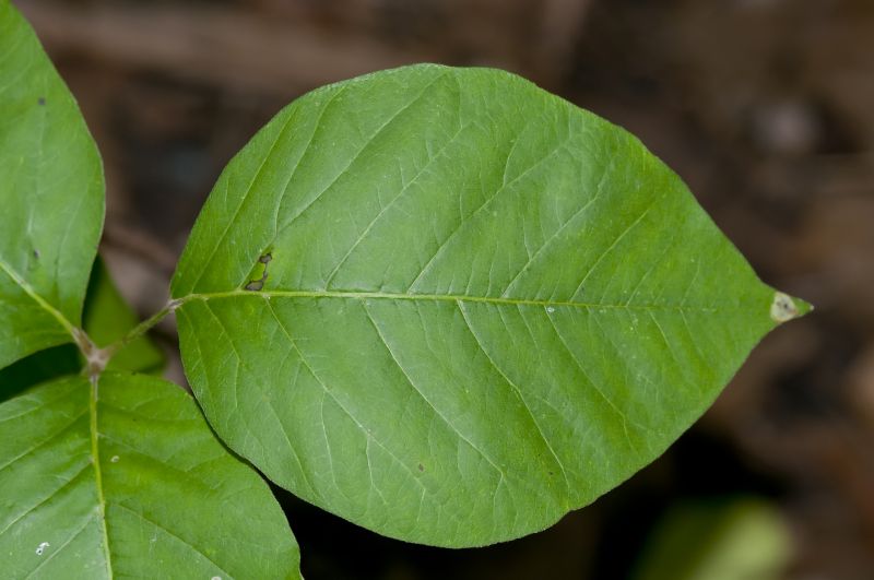 Poison Ivy Removal in Wilmington, DE