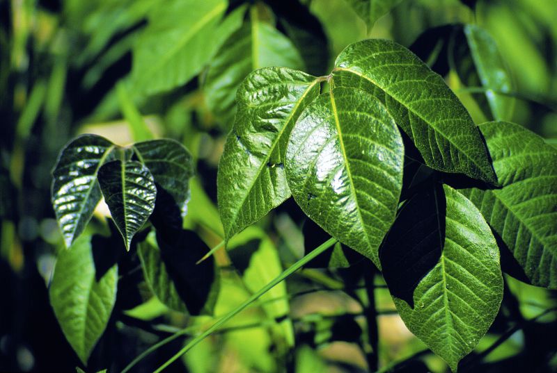 Poison Ivy Removal in Bucks County, PA