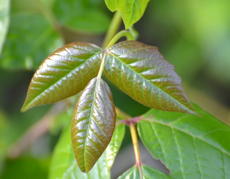 Poison Ivy Removal in Harford County, MD