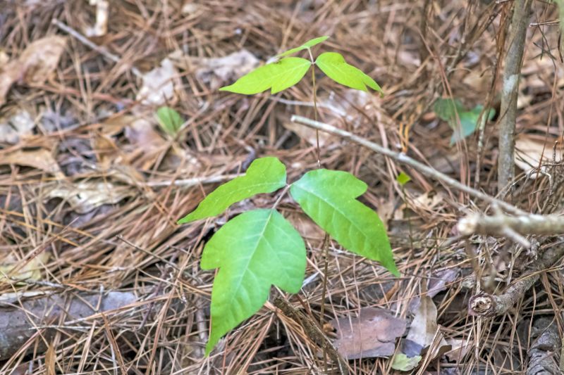 Poison Oak Removal in Allentown, PA