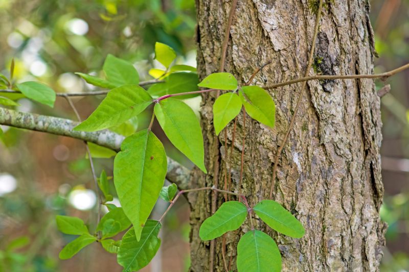 Poison Oak Removal in Harford County, MD