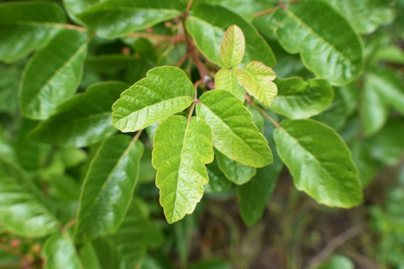 Poison Oak Removal in Honolulu, HI