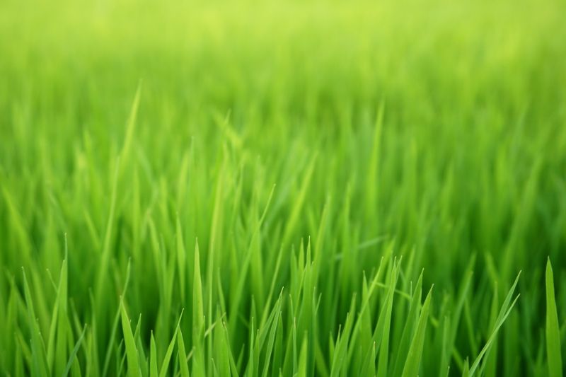 Yard Overseeding in Honolulu, HI