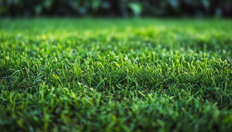 Zoysia Grass Installation in Honolulu, HI